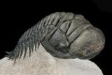 Crotalocephalina Trilobite - Great Detail #39795-4